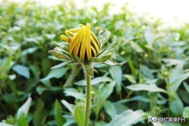 黑心金光菊和全缘金光菊的区别,黑心金光菊雌雄同株还是雌雄异株