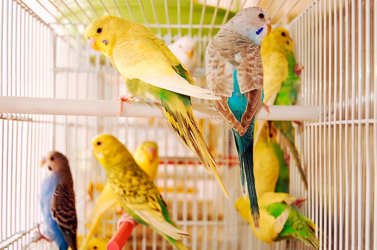 虎皮鹦鹉拉肚子了喂益生菌可以吗,虎皮鹦鹉拉肚子土霉素