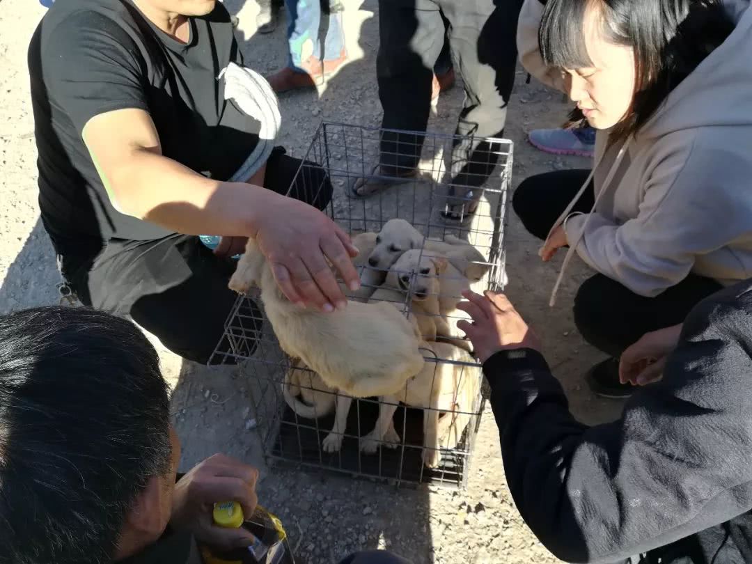 北京狗市黑色拉布拉多幼犬多少钱,在狗市上买400元的拉布拉多犬视频