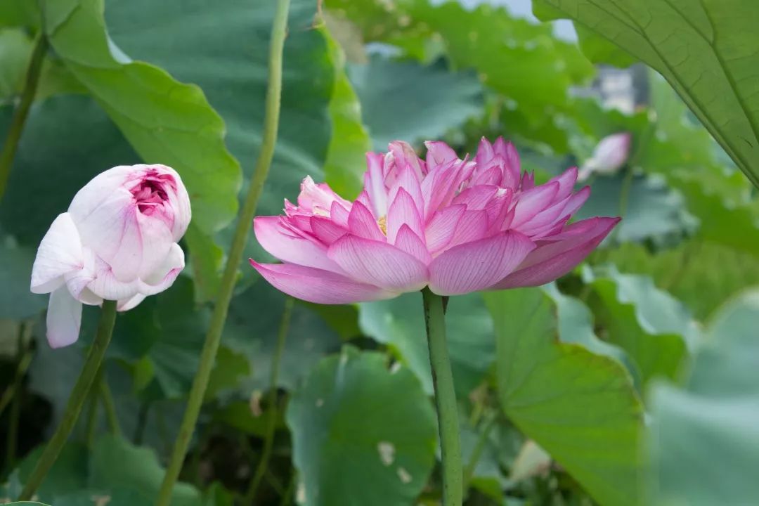 说秋道冬话永胜，气候多样人宜居