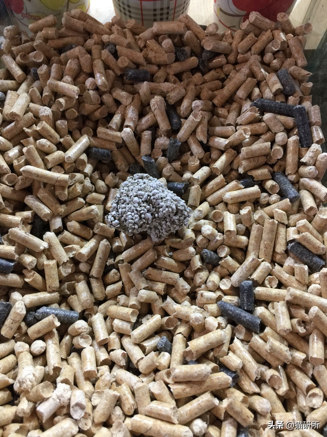 猫咪乱尿怎么办4招教你轻松解决,猫咪在衣服上乱尿是什么原因