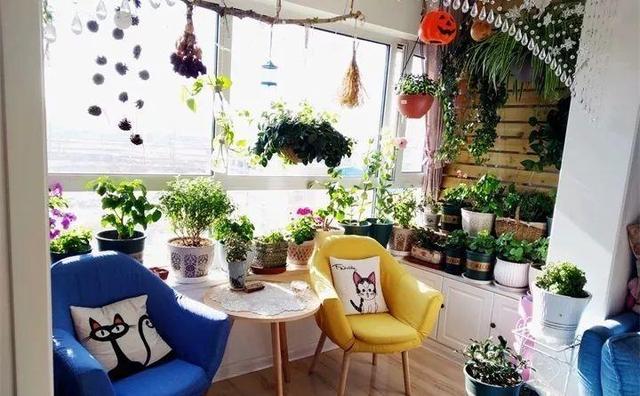 净化空气最好的盆栽,净化空气最强的花卉