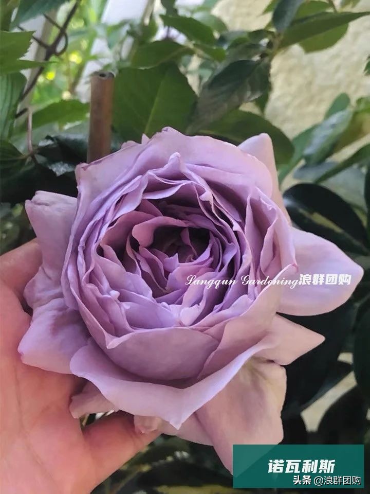 月季哪些品种大花又香,月季哪些品种花期长耐阴耐寒耐旱