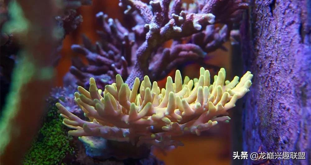 海缸最好养的生物,海缸最好养的软体生物