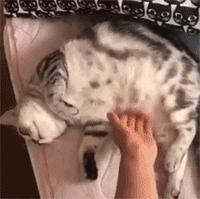 众所周知猫是液体吗,众所周知猫都是液体