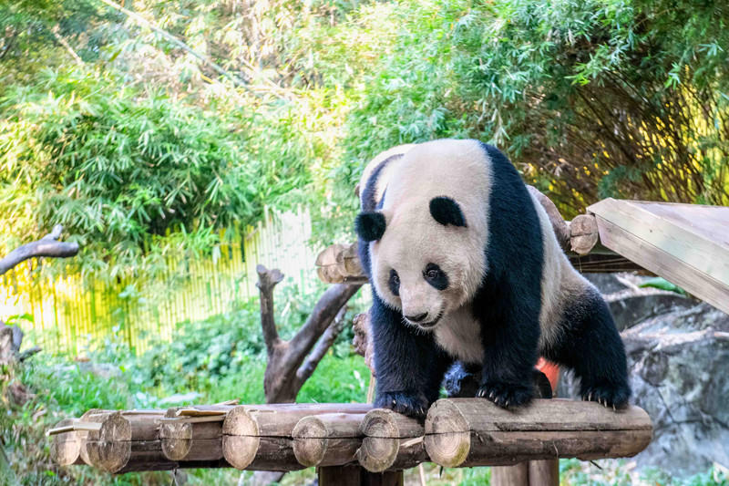 广州长隆野生动物世界旅游攻略,长隆野生动物世界攻略2-3天广州游