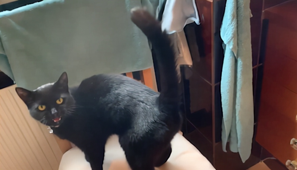 潜艇里杀蟑螂、人类猫语十级,今年的搞笑诺贝尔奖来了