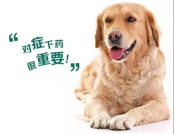 狗狗驱虫6大误区很多主人还在犯,科普那些你不知道的狗狗小秘密