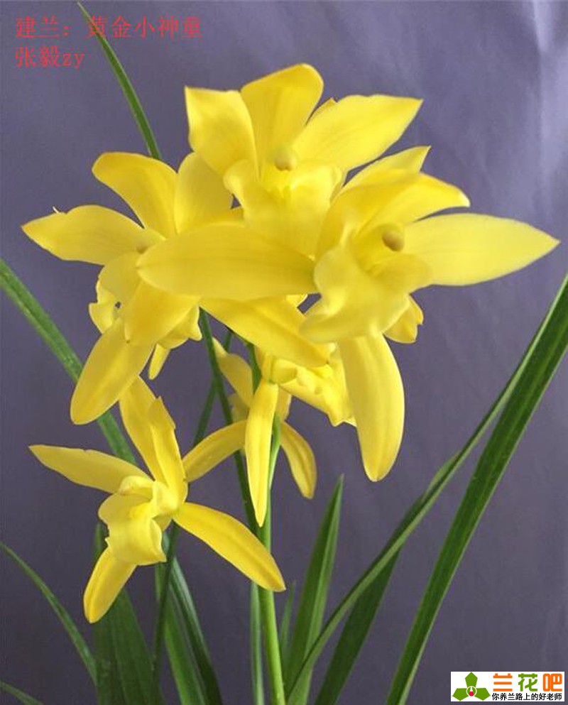 古今养兰经典,养兰秘诀