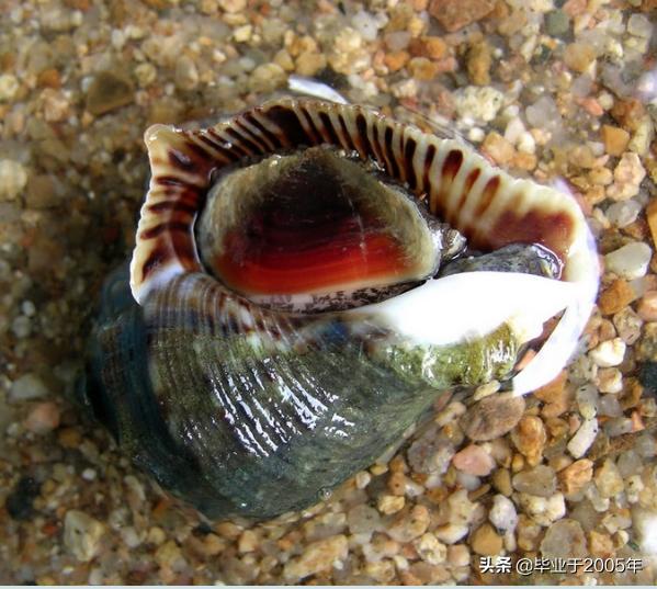 大连鱼市海鲜贝类品种,大连贝类海鲜图片大全