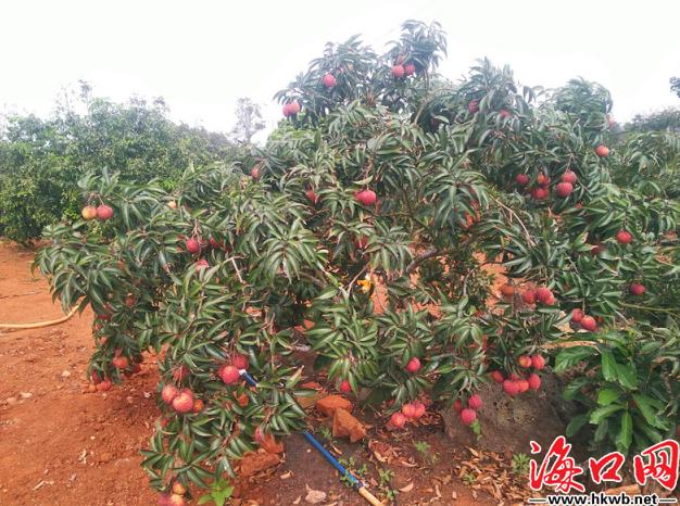 海南秀英火山荔枝节,海口市荔枝采摘园