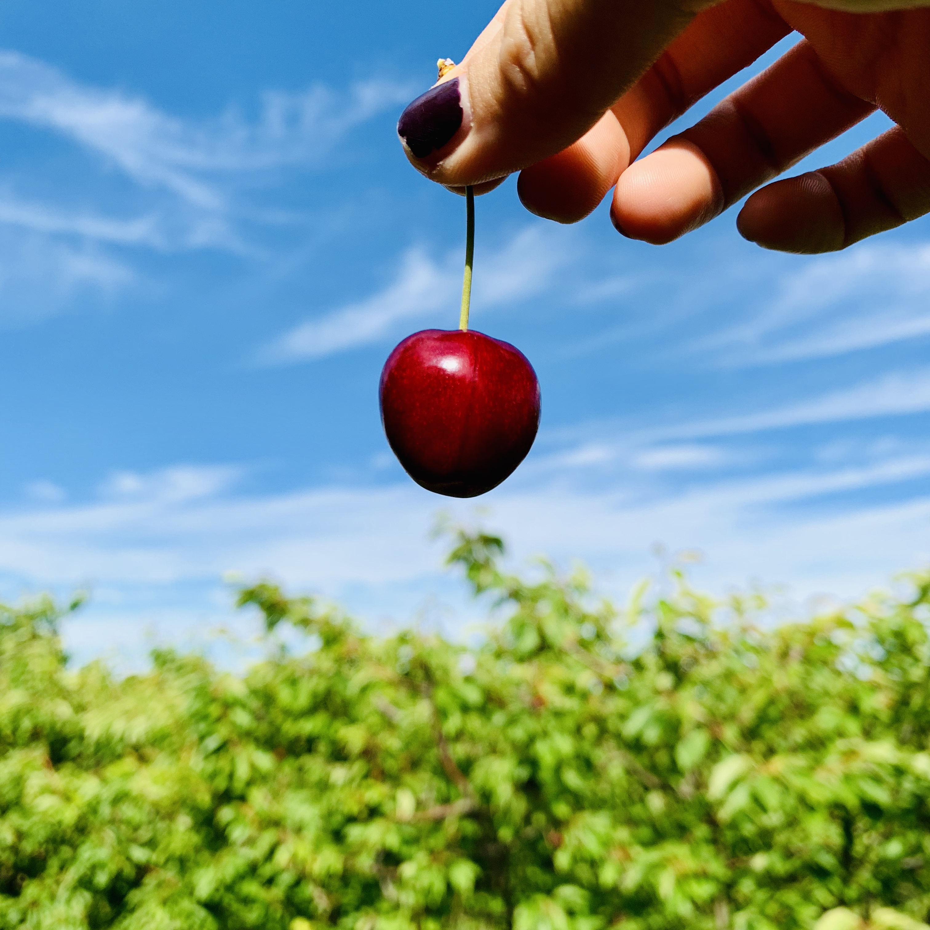 摘樱桃澳大利亚,澳洲采樱桃