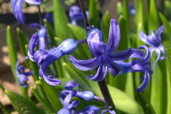 兰花开败后如何护理,兰花缺水怎么快速恢复