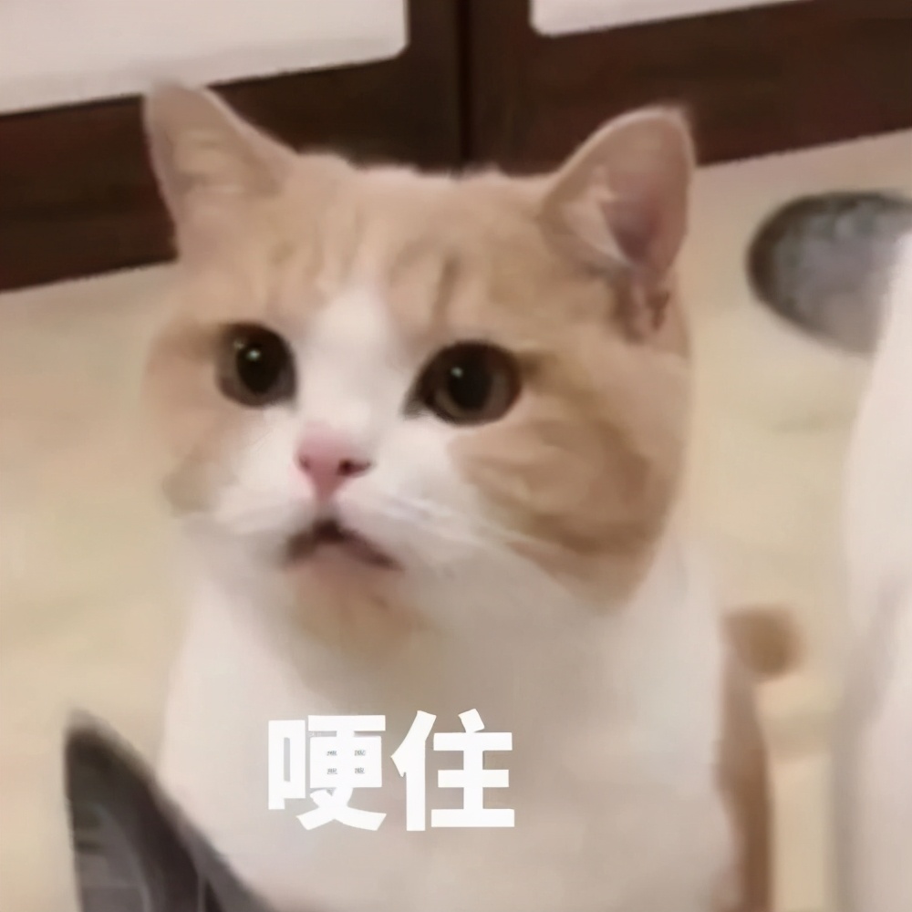 猫过敏会自己好吗,猫过敏会死吗