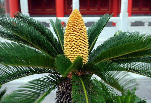 千年铁树会开花传言,关于铁树的传说