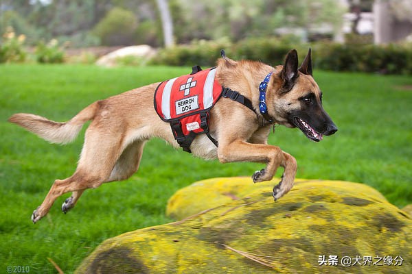 马犬表演高难度动作,马犬一直不训练会有什么后果