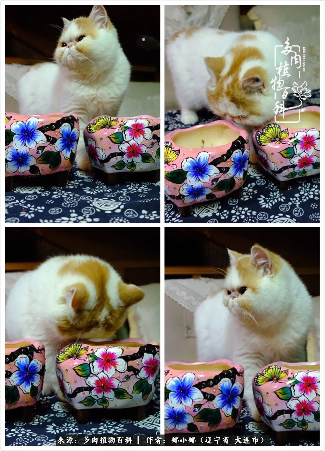 你是盆我是花，你护我周全，我为你绽放