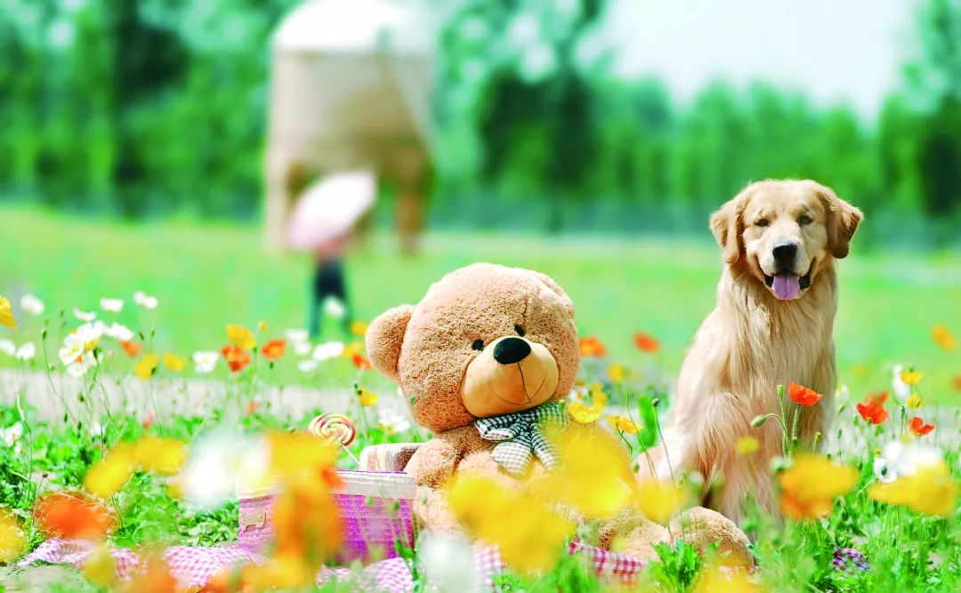 怎么挑选一只金毛幼崽,如何挑选小金毛犬