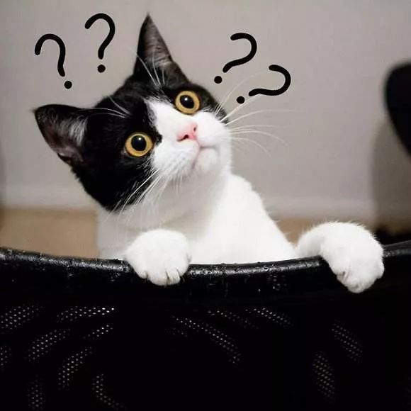 如何判断猫咪发烧,如何判断猫咪发了情