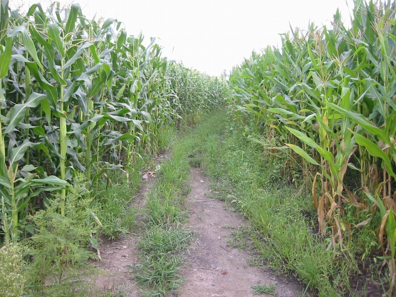 28条人命连环杀人案,保定一25岁女子被杀