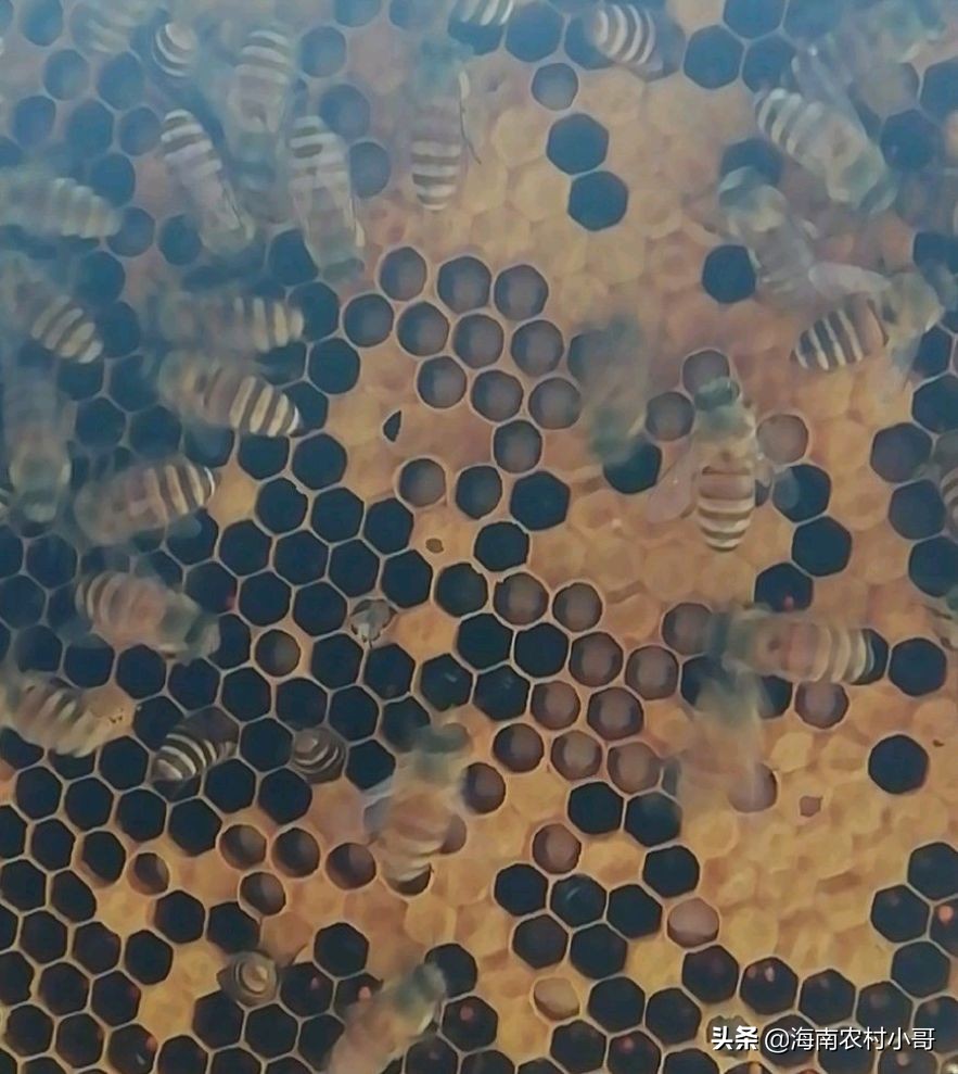 蜜蜂老巢脾怎么处理保存,蜜蜂脾上长了巢虫如何处理