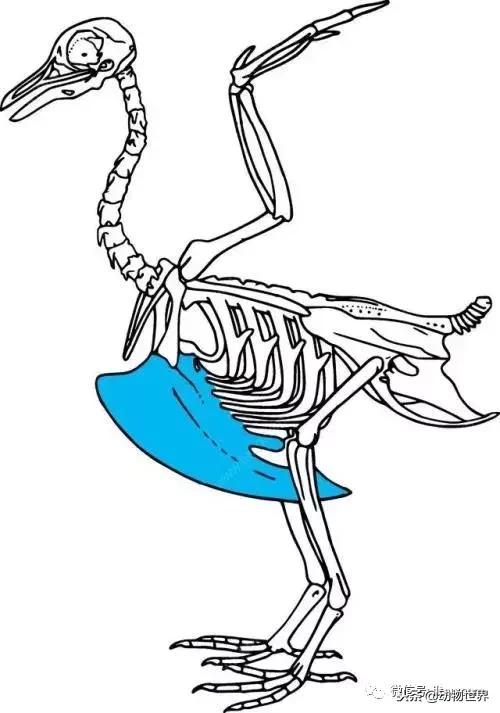 鸟类的产热结构,鸟类的结构特点有哪些