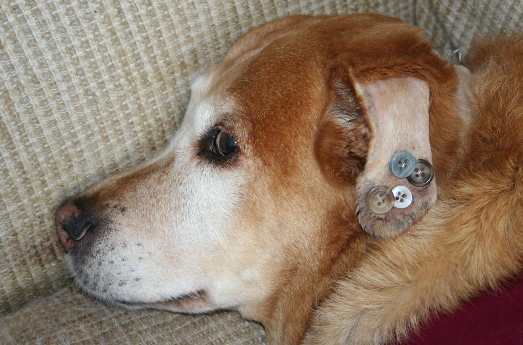 看到小狗耳朵被缝钮扣？别担心，这是“耳血肿”的特殊治疗法