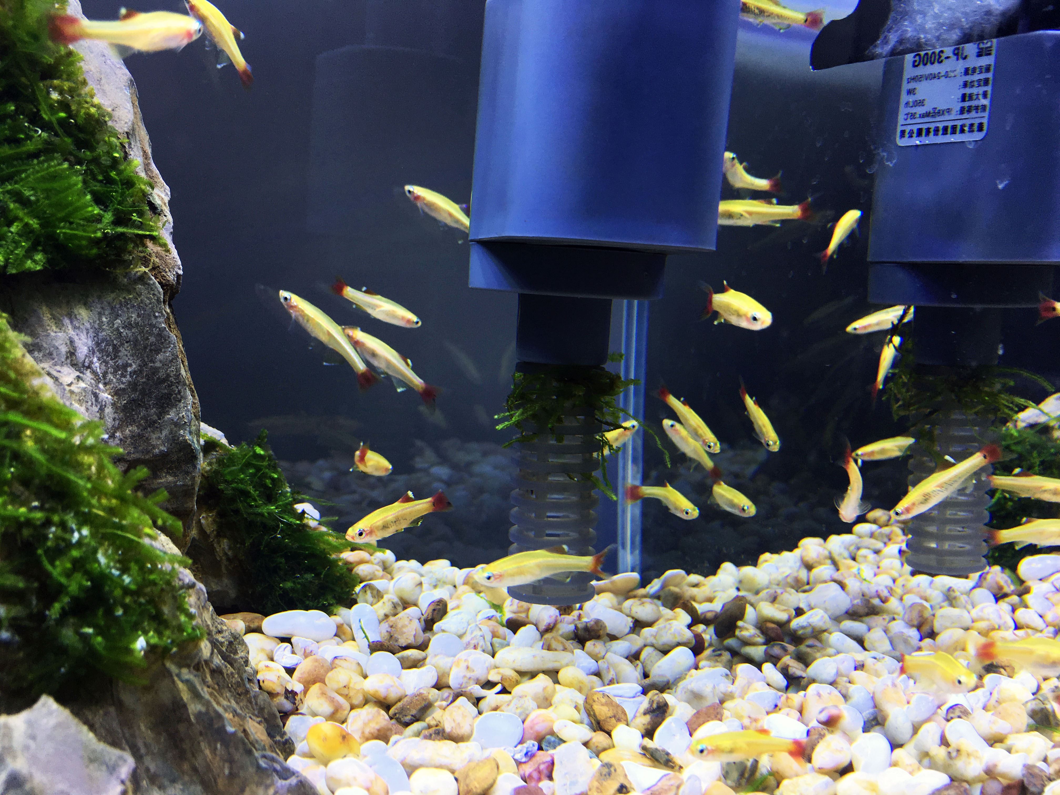 养白云金丝鱼需要过滤吗,养白云金丝鱼的缺点和优点