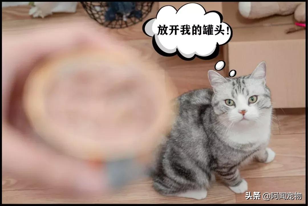 养宠物的哪个瞬间让你最崩溃,养宠物的24个扎心日常