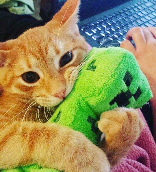 我的世界mc宠物生存合集,我的世界五个玩家喜欢的宠物