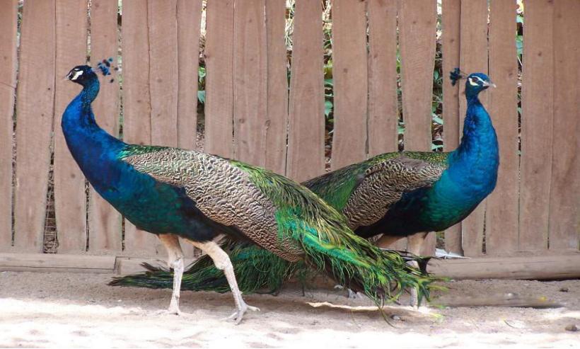 孔雀线描小学生一等奖画大全,黑色卡纸高光笔线描创意画孔雀