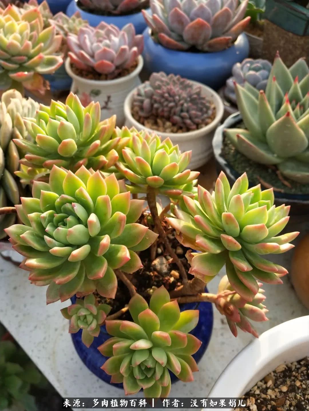 明人不说暗话，我为多肉而来！