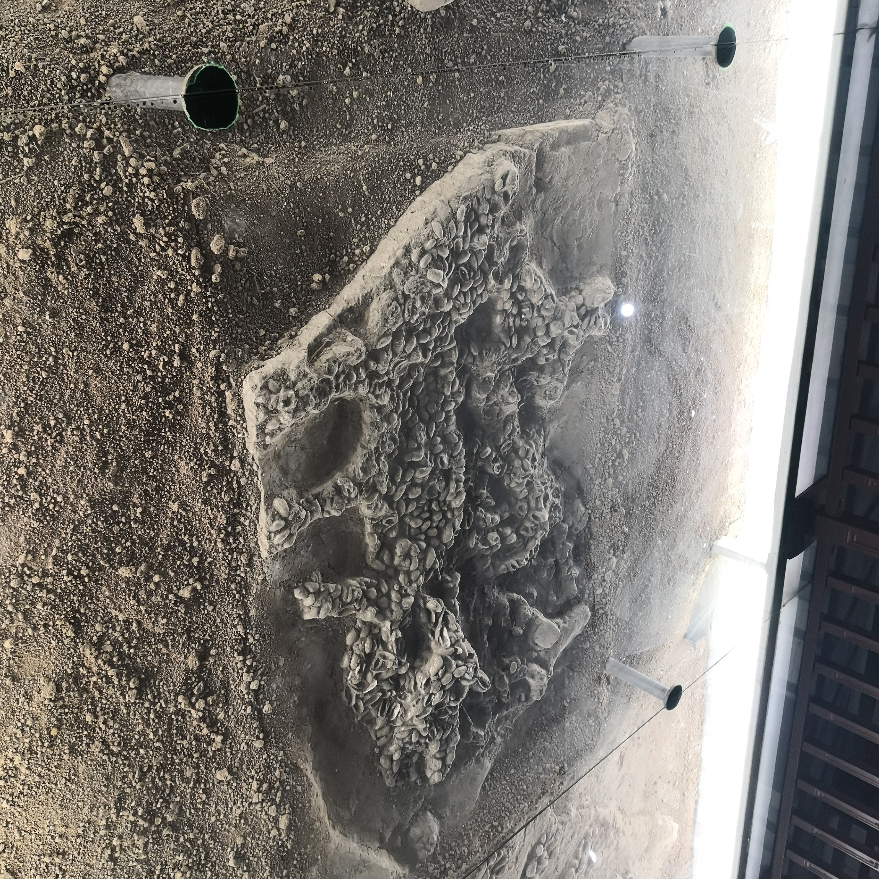 濮阳中华第一龙视频,龙之乡濮阳