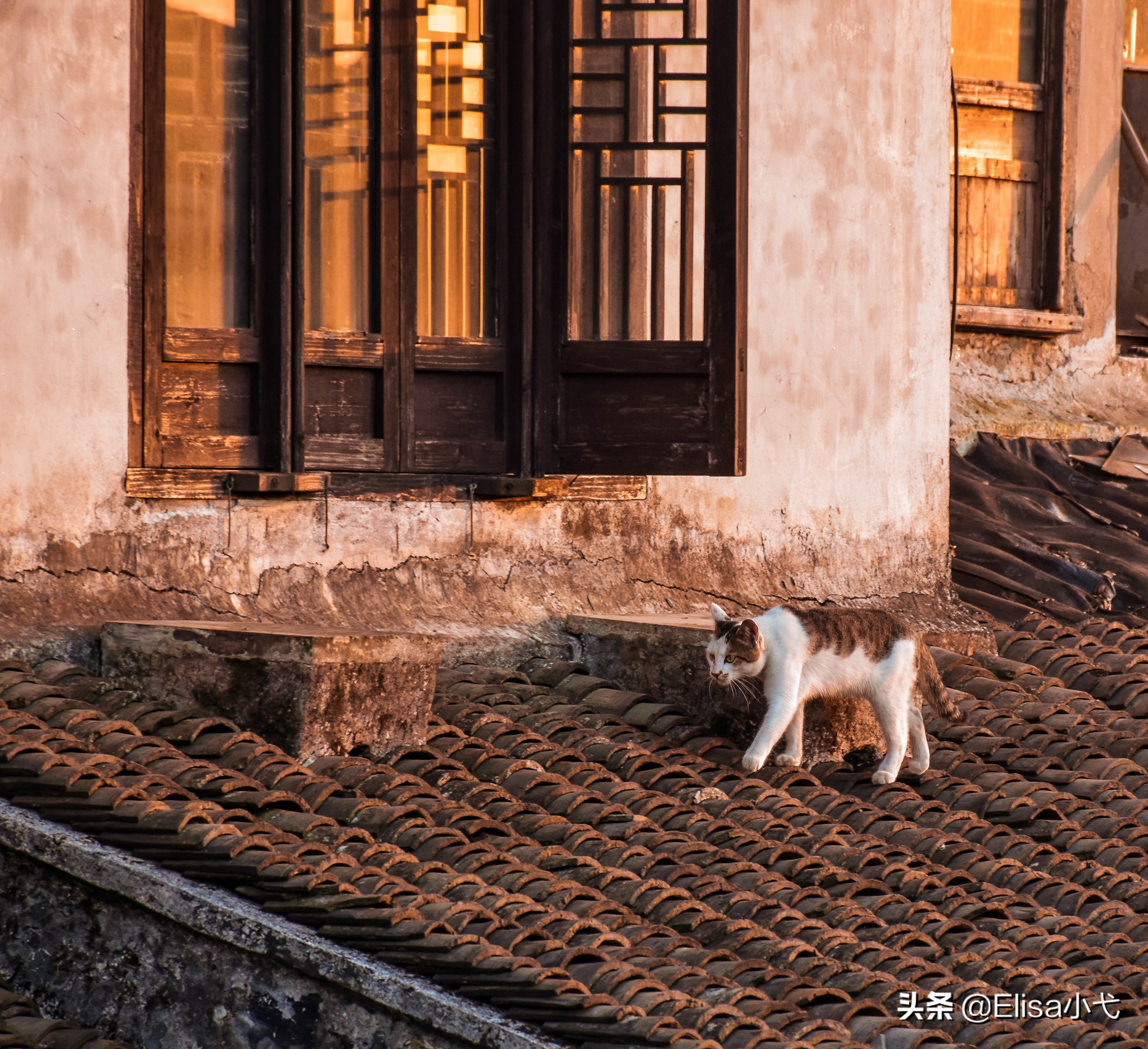 太仓沙溪古镇攻略,被时间遗忘的太仓沙溪古镇