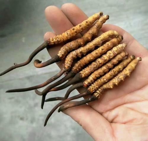 冬虫草采挖过程,采挖冬虫夏草需要办证吗