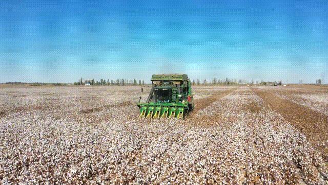 当前棉价走势分析,棉价全疆狂跌还有6元棉价吗