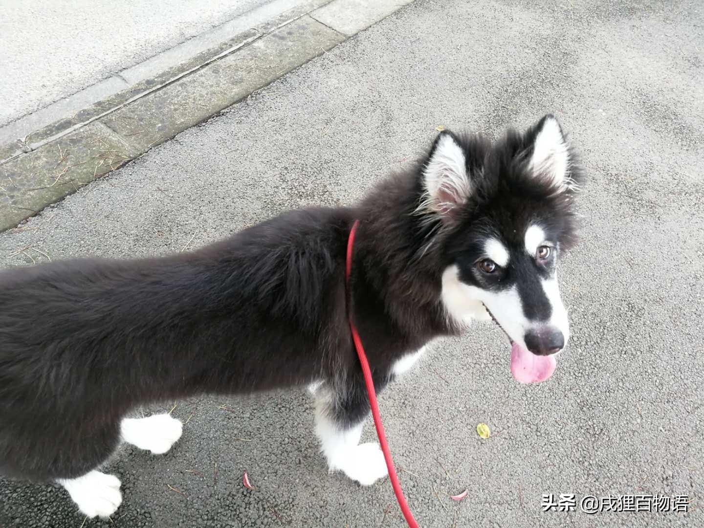 狗狗拉肚子原因及简单处理方法,发现狗狗拉肚子什么时候喂药