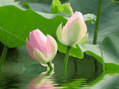 江南可采莲莲叶何田田全诗讲解,有关莲的古诗词大全