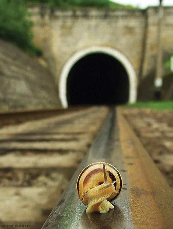 各种各样的真的小蜗牛,美丽的蜗牛图片