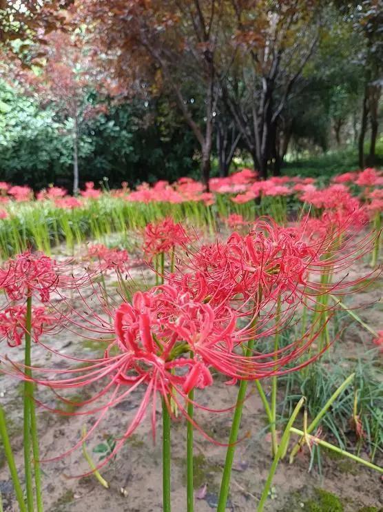 小布播报|地铁将分两批恢复运营；《郑州市物业管理条例》10月1日起施行