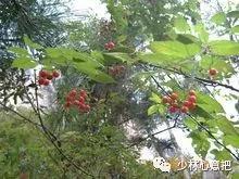 动物中药功效大全,中药药材大全及功效