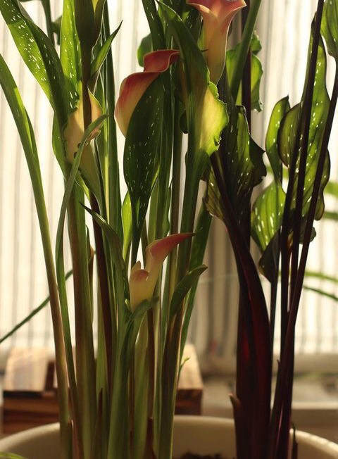 阳台只养一种花全年花开不断,适合庭院养的10种花