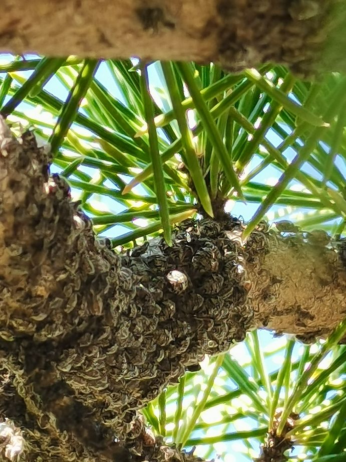 松大蚜防治药剂,松大蚜打药几小时能死掉