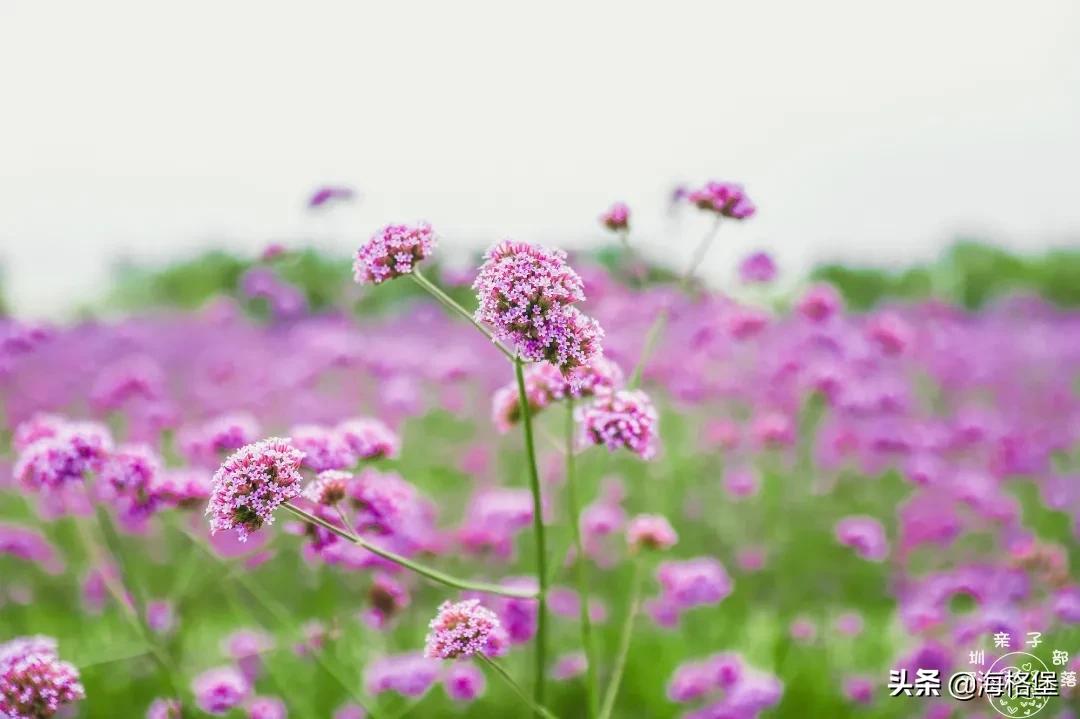 绱壊姊﹀够鑺辨捣鍏洯,娣卞湷鏅綏鏃烘柉2024绱壊鑺辨捣