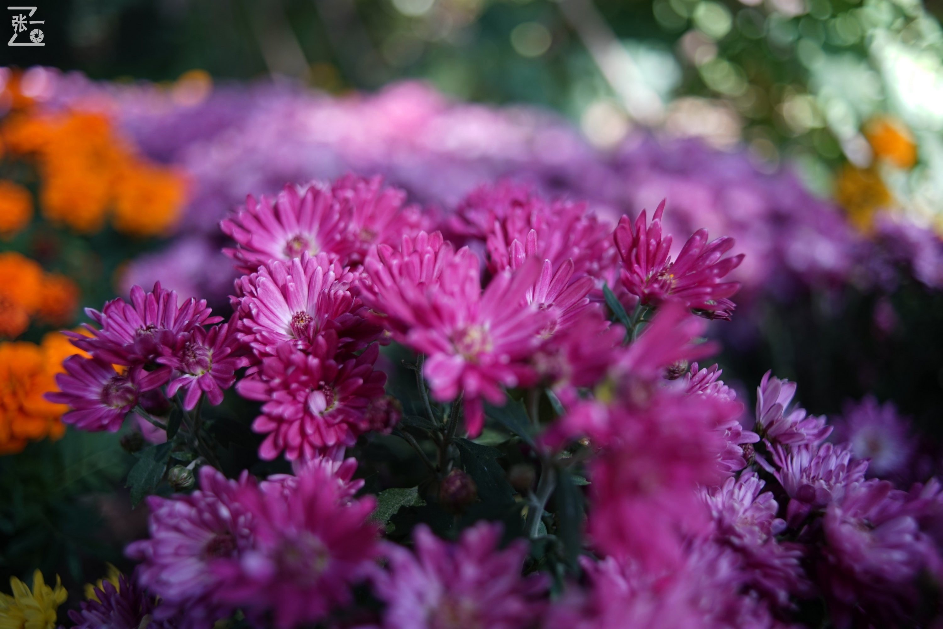 镜头测试：蔡司红T28/2.8+索尼微单A7实拍北京景山公园