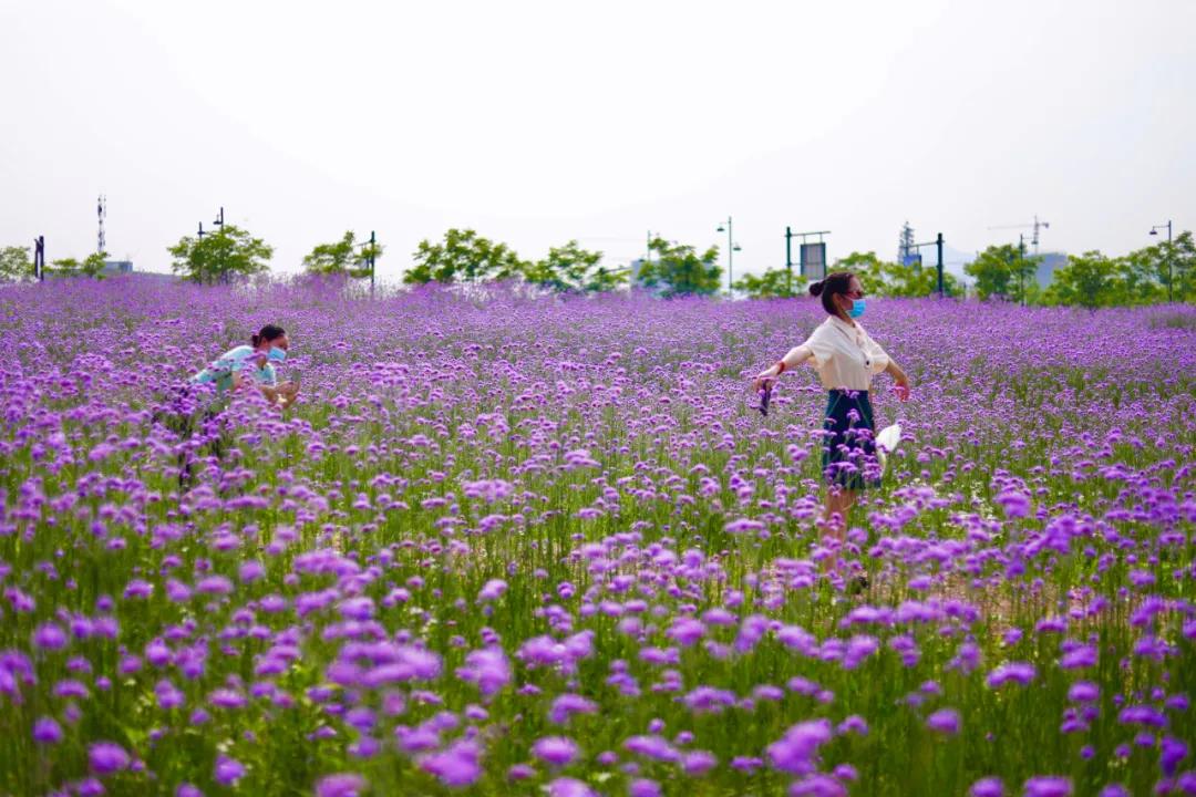 百亩花海竞相开放视频,余杭径山花海