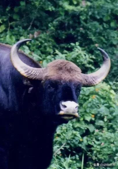 世界上体型最大的牛是什么,世界上体型最大的牛种