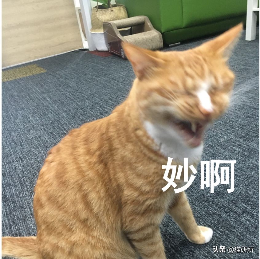 想喂猫咪食物猫咪害怕我们怎么办,新手养猫咪饮食都要注意哪些事项