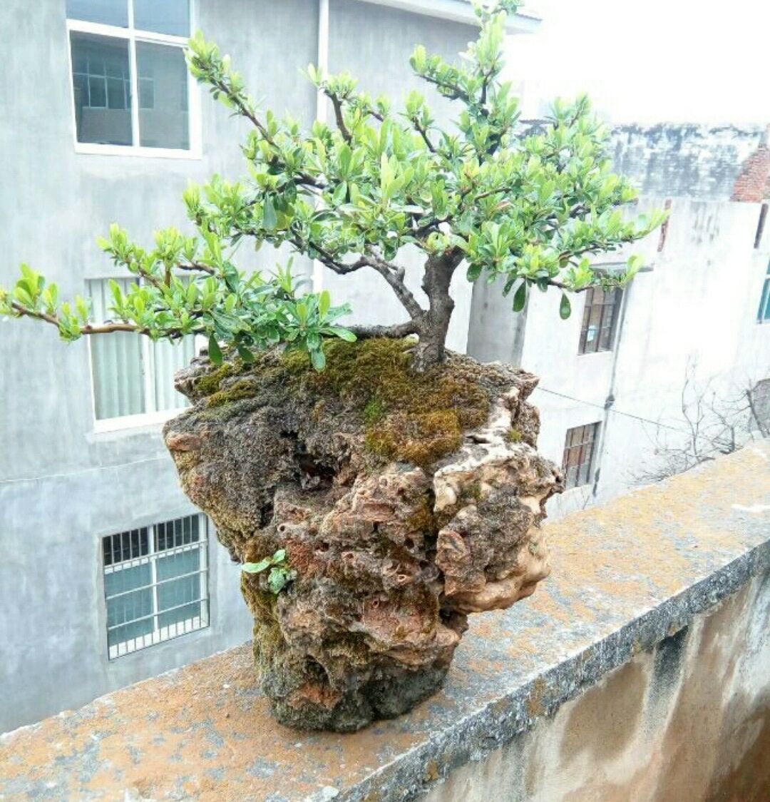 火棘盆景换盆的最佳时间,火棘盆景十一月移栽能成活吗