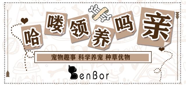 猫咪不能勤洗澡怎么清洁,猫咪不怕洗澡可以经常洗吗